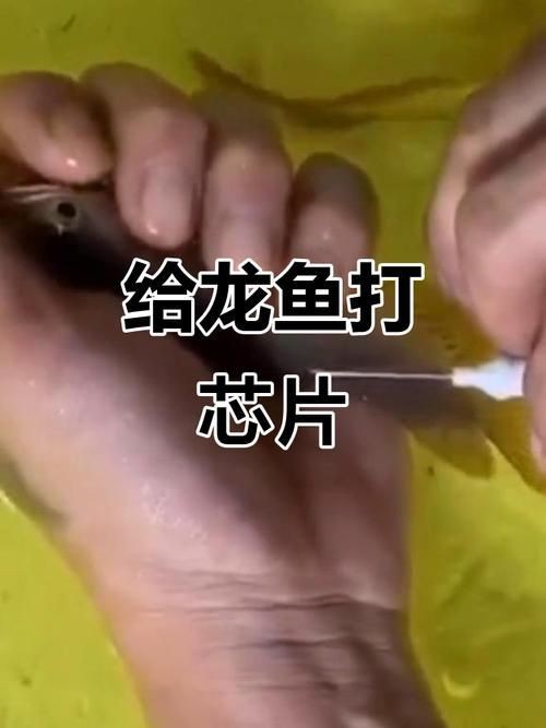 龍魚的芯片在哪個位置示意圖【龍巔龍魚芯片植入位置示意圖，龍魚芯片植入位置示意圖】 龍魚的芯片在哪個位置示意圖【龍巔龍魚芯片植入位置示意圖，龍魚芯片植入位置示意圖】 龍魚百科 第11張