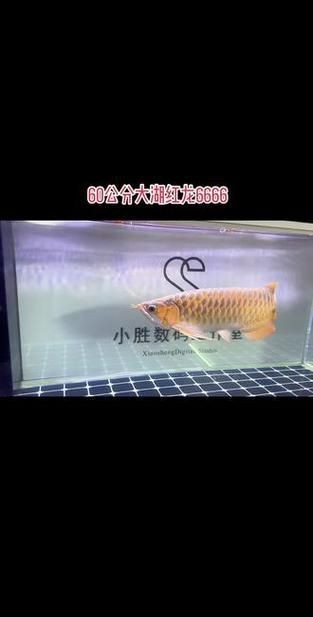 龍魚的芯片在哪個位置示意圖【龍巔龍魚芯片植入位置示意圖，龍魚芯片植入位置示意圖】 龍魚的芯片在哪個位置示意圖【龍巔龍魚芯片植入位置示意圖，龍魚芯片植入位置示意圖】 龍魚百科 第26張