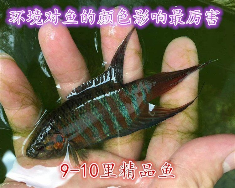 觀音魚多少錢一條【中國斗魚和[需手動填充][需手動填充]魚哪里可以買到正宗的觀音魚】