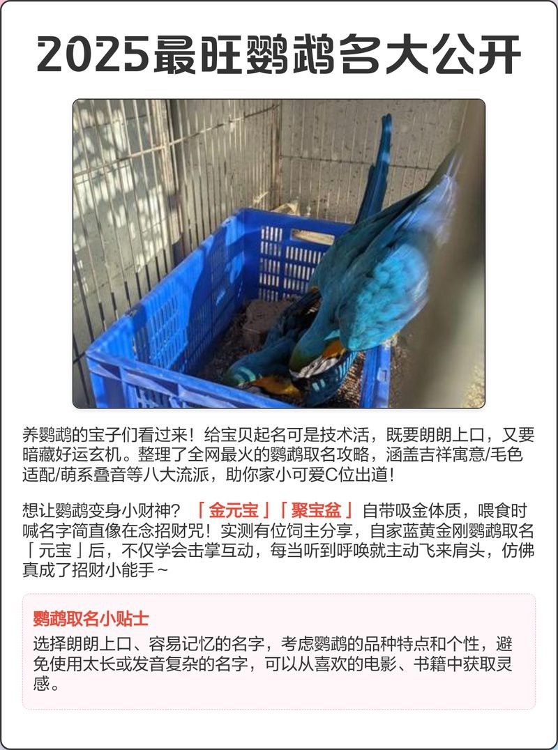 十大最招財鸚鵡排名【十大最具招財寓意的鸚鵡品種】