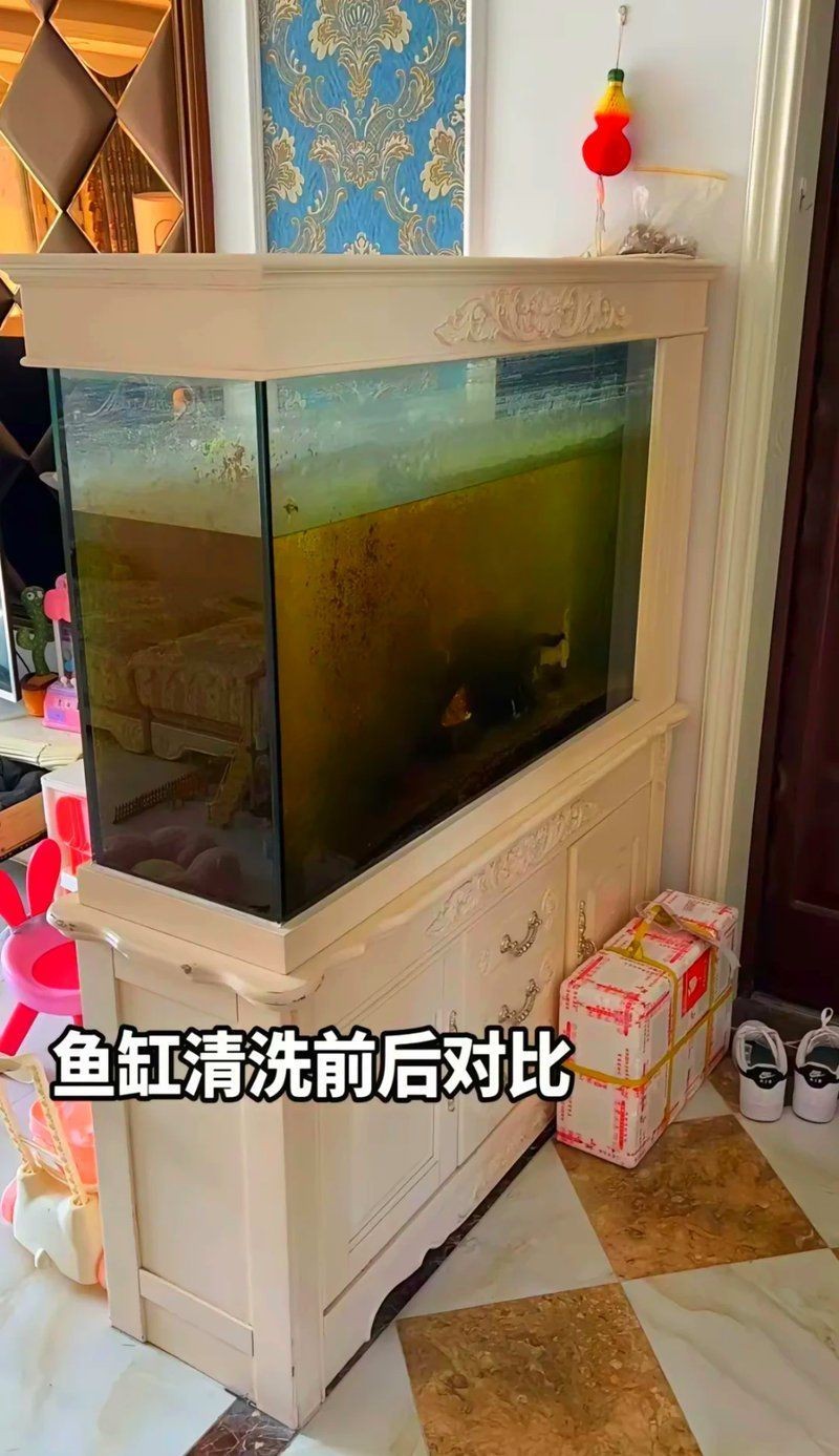 重慶魚缸維護(hù)【重慶地區(qū)魚缸維護(hù)全攻略】