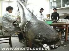 十大猛魚排行榜【《十大猛魚排行榜》】 十大猛魚排行榜【《十大猛魚排行榜》】 龍魚論壇 第3張