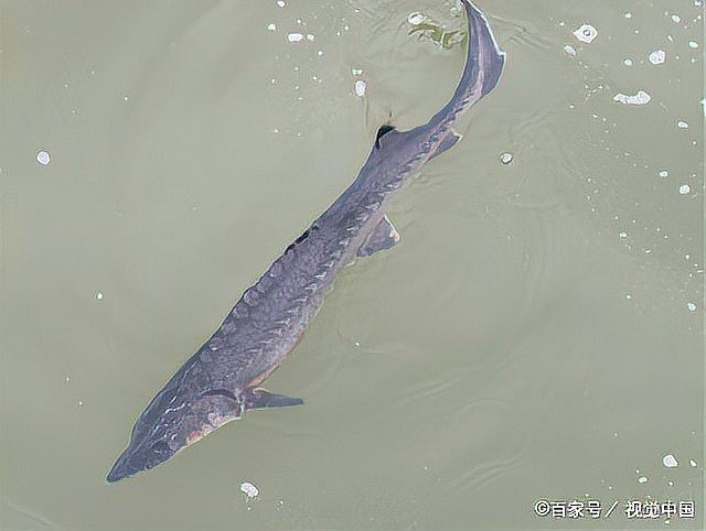 十大猛魚排行榜【《十大猛魚排行榜》】 十大猛魚排行榜【《十大猛魚排行榜》】 龍魚論壇 第5張