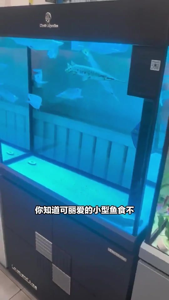 鐵山水族店【別人家的水族店鐵山水族店在哪里】 鐵山水族店【別人家的水族店鐵山水族店在哪里】 全國水族館企業名錄 第3張