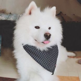 狗頭魚身上為什么老沾雜質(zhì)物【養(yǎng)狗頭魚身上粘雜質(zhì)物如何處理】