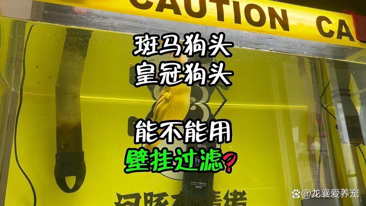 狗頭魚身上為什么老沾雜質(zhì)物【養(yǎng)狗頭魚身上粘雜質(zhì)物如何處理】