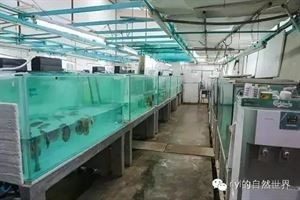 馬來西亞ip漁場官網(wǎng)【西亞ip漁場官網(wǎng)】 馬來西亞ip漁場官網(wǎng)【西亞ip漁場官網(wǎng)】 龍魚百科 第1張