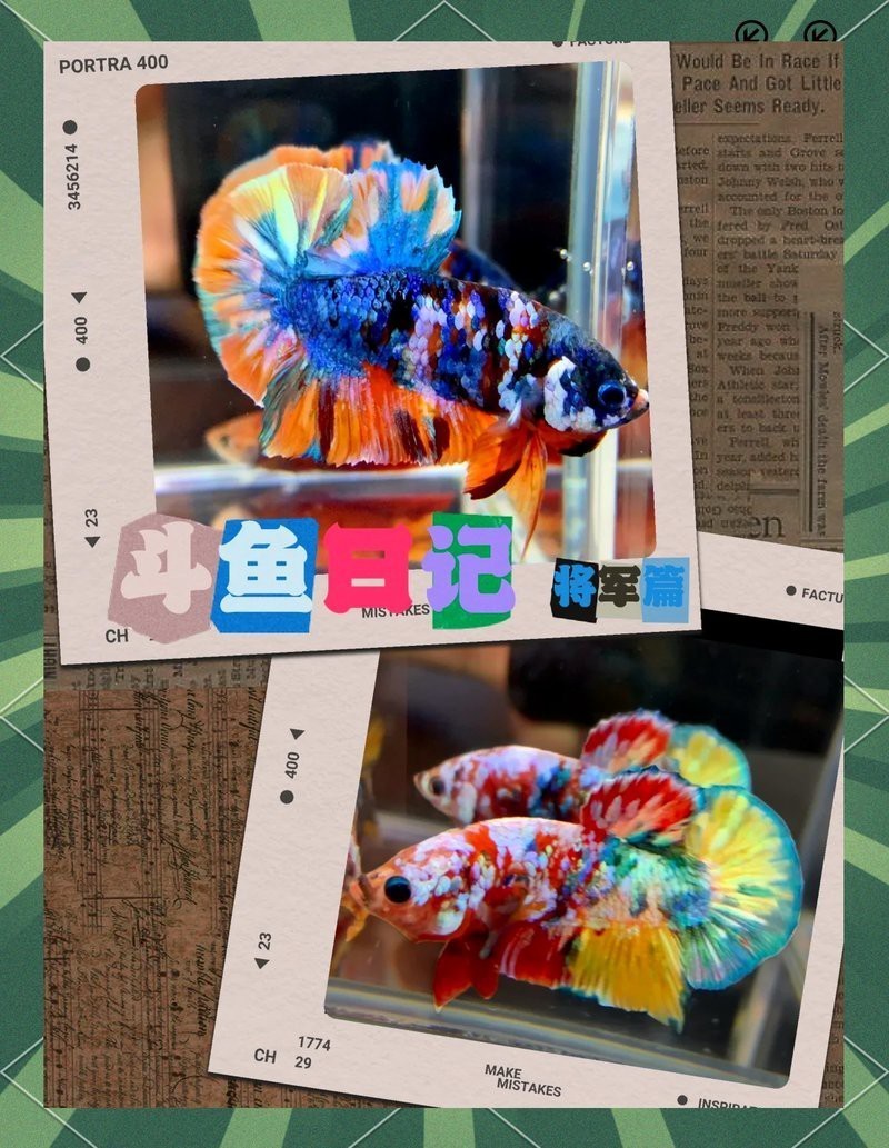 斗魚賽級標準有哪些【泰國斗魚的賽級標準】
