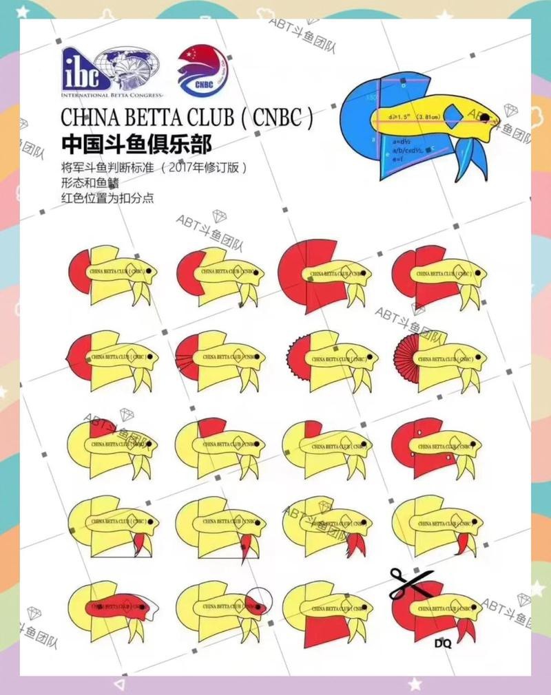 斗魚賽級標準有哪些【泰國斗魚的賽級標準】