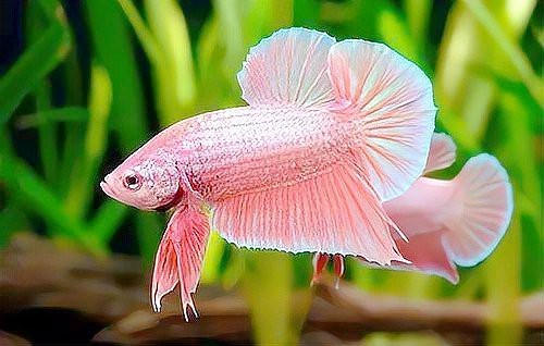 斗魚賽級標準有哪些【泰國斗魚的賽級標準】