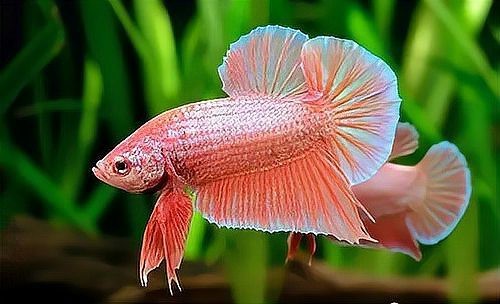 斗魚賽級標準有哪些【泰國斗魚的賽級標準】