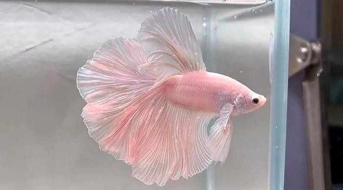 斗魚賽級標準有哪些【泰國斗魚的賽級標準】