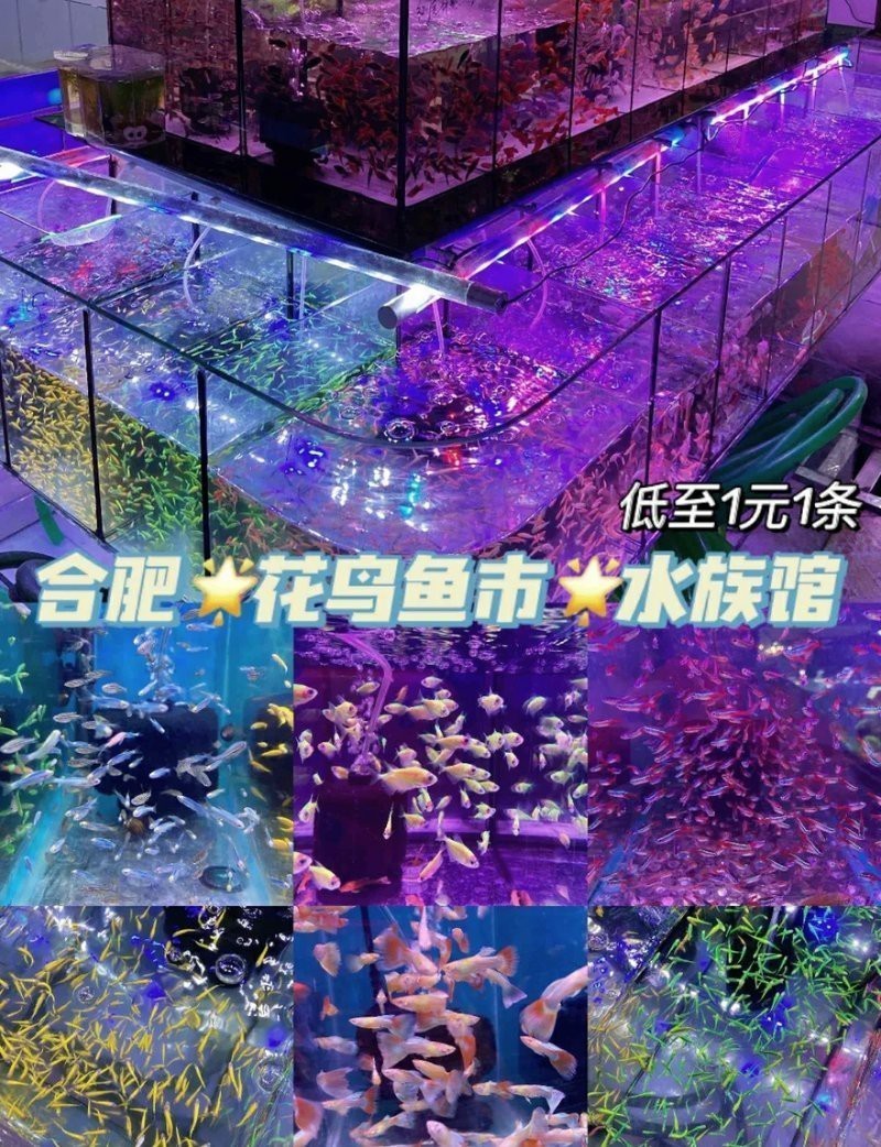 蜀山水族店【合肥蜀山水族店：探尋水下奇妙世界】
