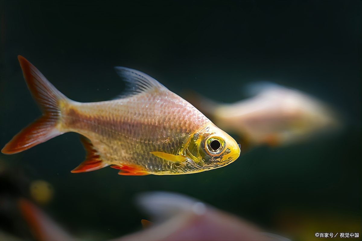 紅龍魚眼最怕三個東西【《紅龍魚眼最怕三個東西》】