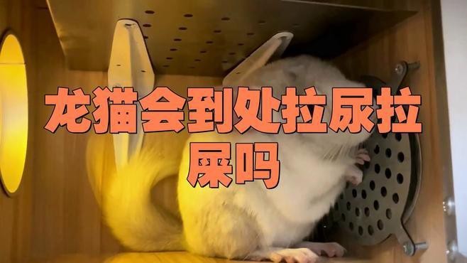 如何判斷龍貓是否準備排便？【判斷龍貓是否準備排便可從多方面觀察】