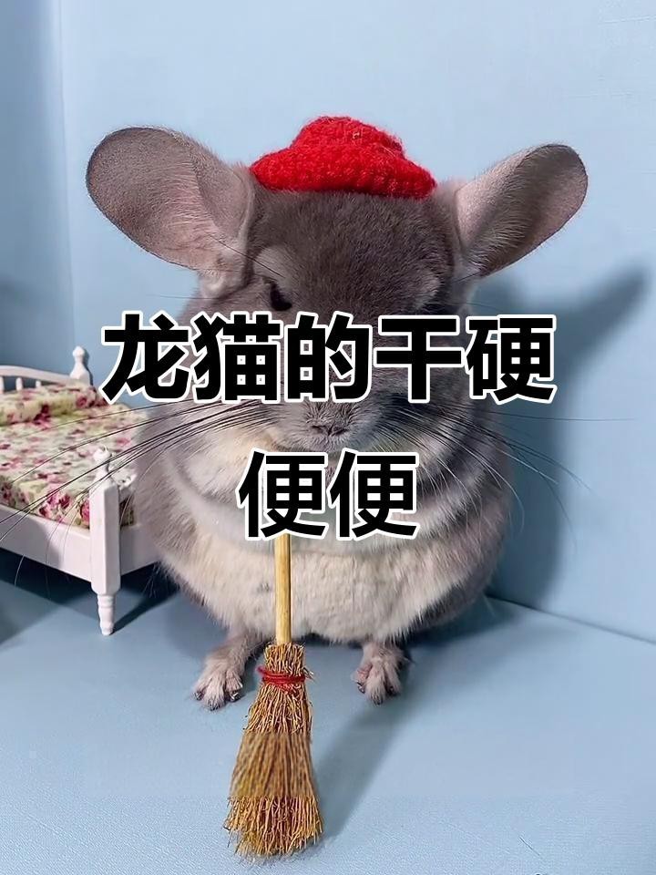 如何判斷龍貓是否準備排便？【判斷龍貓是否準備排便可從多方面觀察】