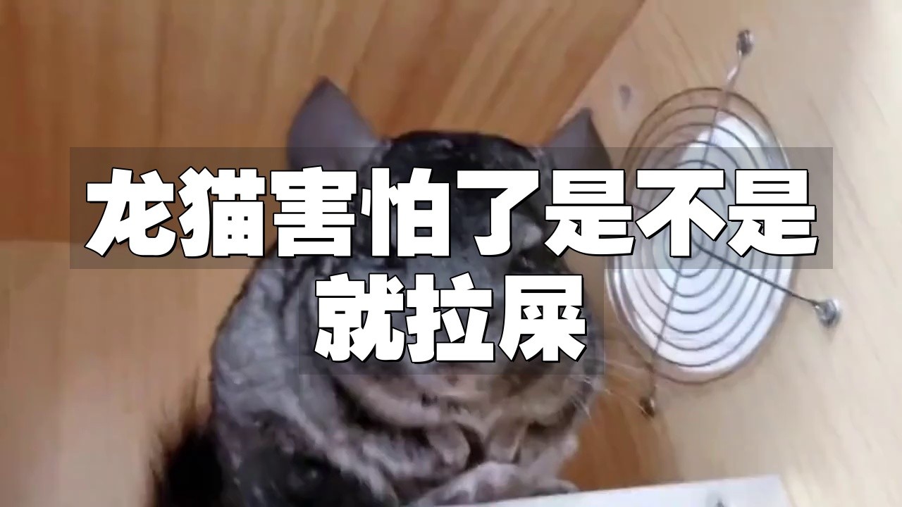 如何判斷龍貓是否準備排便？【判斷龍貓是否準備排便可從多方面觀察】