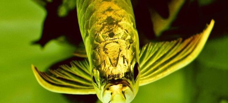 60公分金龍魚多久喂一次食物？【60公分金龍魚喂食頻率取決于其年齡、生長(zhǎng)階段和活動(dòng)水平】
