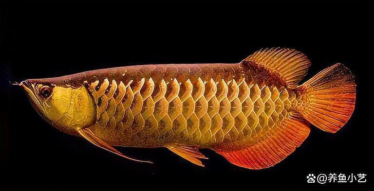 龍魚過背和高背區別圖