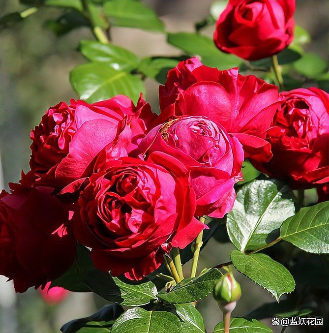 買紅龍的十大忠告【《買紅龍的十大忠告》】 買紅龍的十大忠告【《買紅龍的十大忠告》】 龍魚百科 第3張