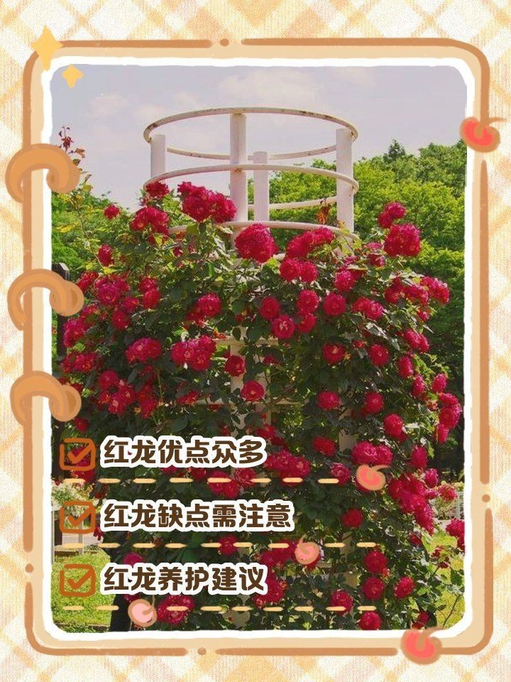 買紅龍的十大忠告【《買紅龍的十大忠告》】 買紅龍的十大忠告【《買紅龍的十大忠告》】 龍魚百科 第2張