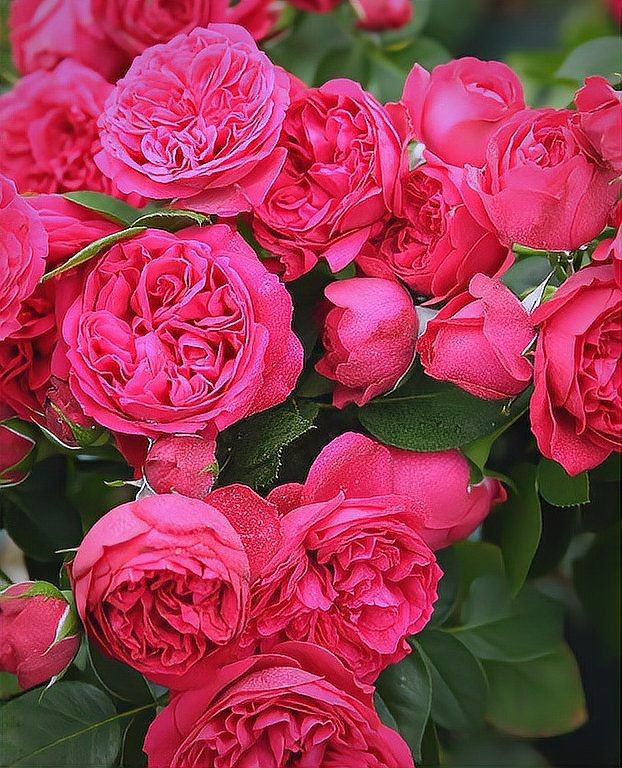 買紅龍的十大忠告【《買紅龍的十大忠告》】 買紅龍的十大忠告【《買紅龍的十大忠告》】 龍魚百科 第4張