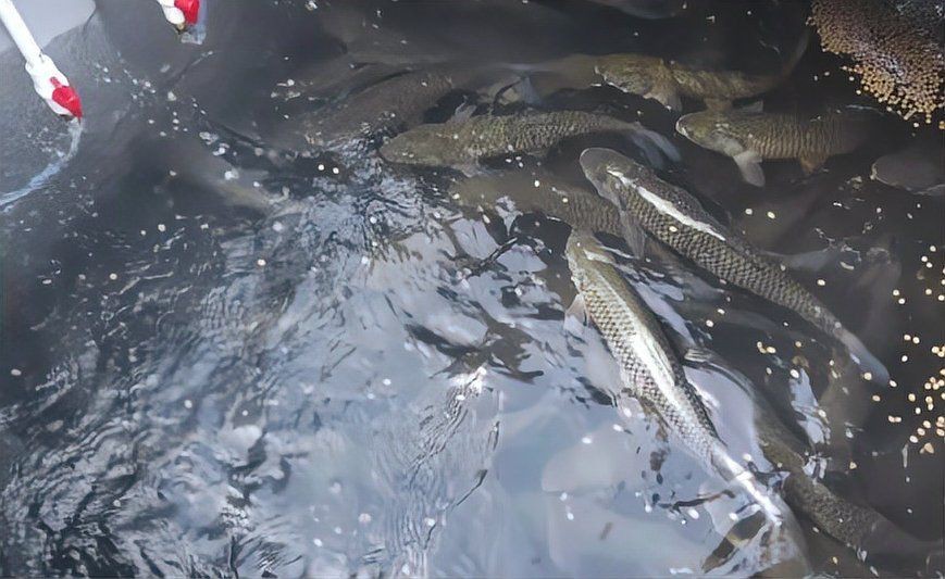 集裝箱養魚設備一套要多少錢【一套集裝箱養魚設備一套要多少錢】