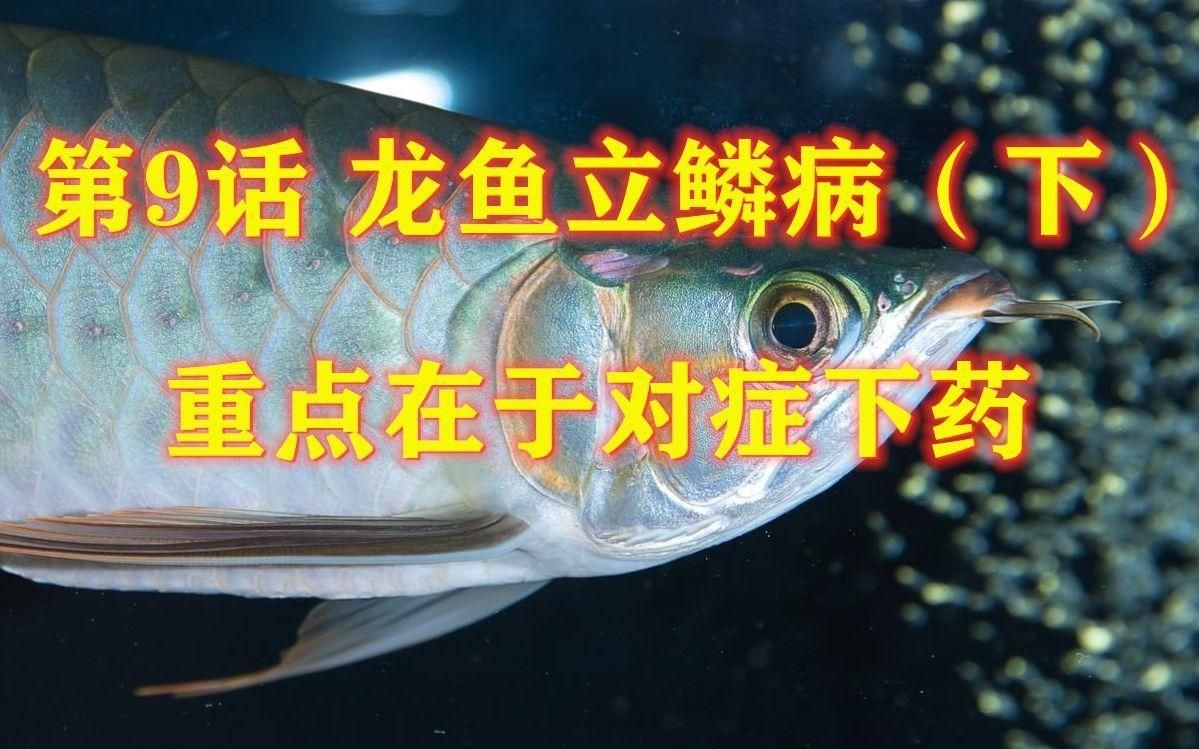 能詳細說說龍魚立鱗的癥狀嗎？【龍魚立鱗原因揭秘】