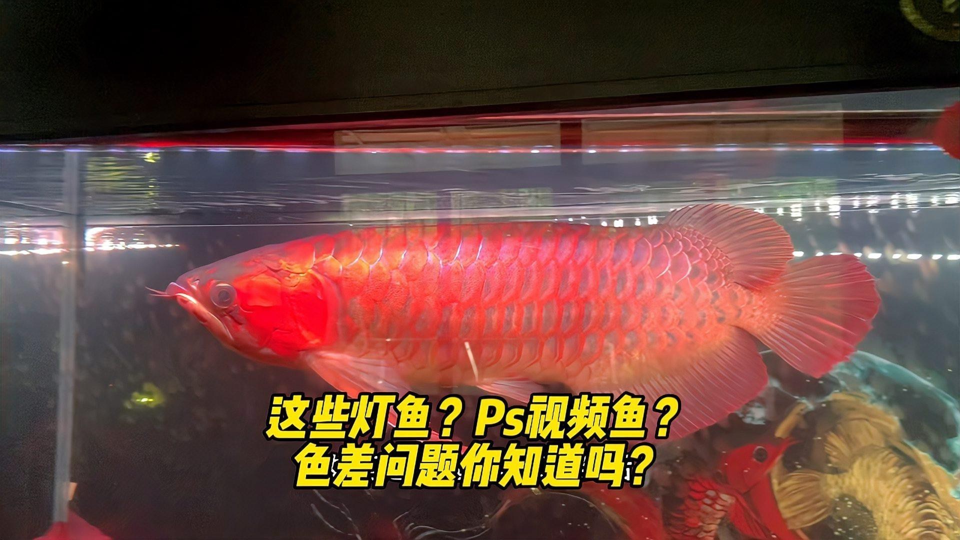 龍魚最忌三種燈光【龍魚最忌三種燈光對龍魚危害最大需要注意規(guī)避】 龍魚最忌三種燈光【龍魚最忌三種燈光對龍魚危害最大需要注意規(guī)避】 龍魚論壇 第5張
