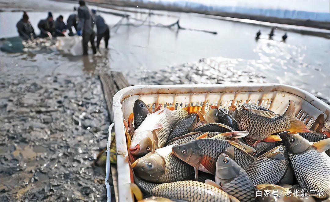 龍鯉是什么魚【魚塘中發(fā)現(xiàn)“化龍鯉”引發(fā)網(wǎng)絡(luò)熱議】