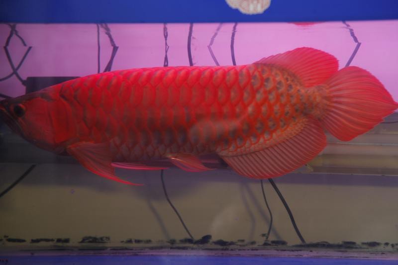 金龍魚的最佳飼養(yǎng)溫度是多少？【金龍魚的最佳飼養(yǎng)溫度多少合適車俠聊車金龍魚溫度全攻略】