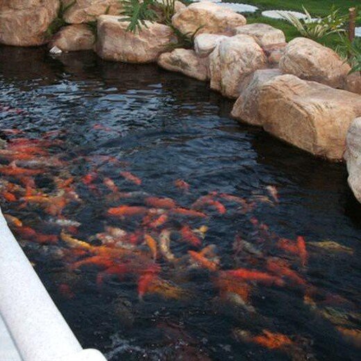蘿崗水族店【廣州市蘿崗區匯友水族館愛企查廣州市蘿崗區匯友水族館愛企查】 蘿崗水族店【廣州市蘿崗區匯友水族館愛企查廣州市蘿崗區匯友水族館愛企查】 全國水族館企業名錄 第3張