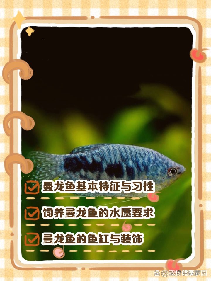 曼龍魚多久喂一次食物？【knoxprobuild】 曼龍魚多久喂一次食物？【knoxprobuild】 龍魚百科 第4張