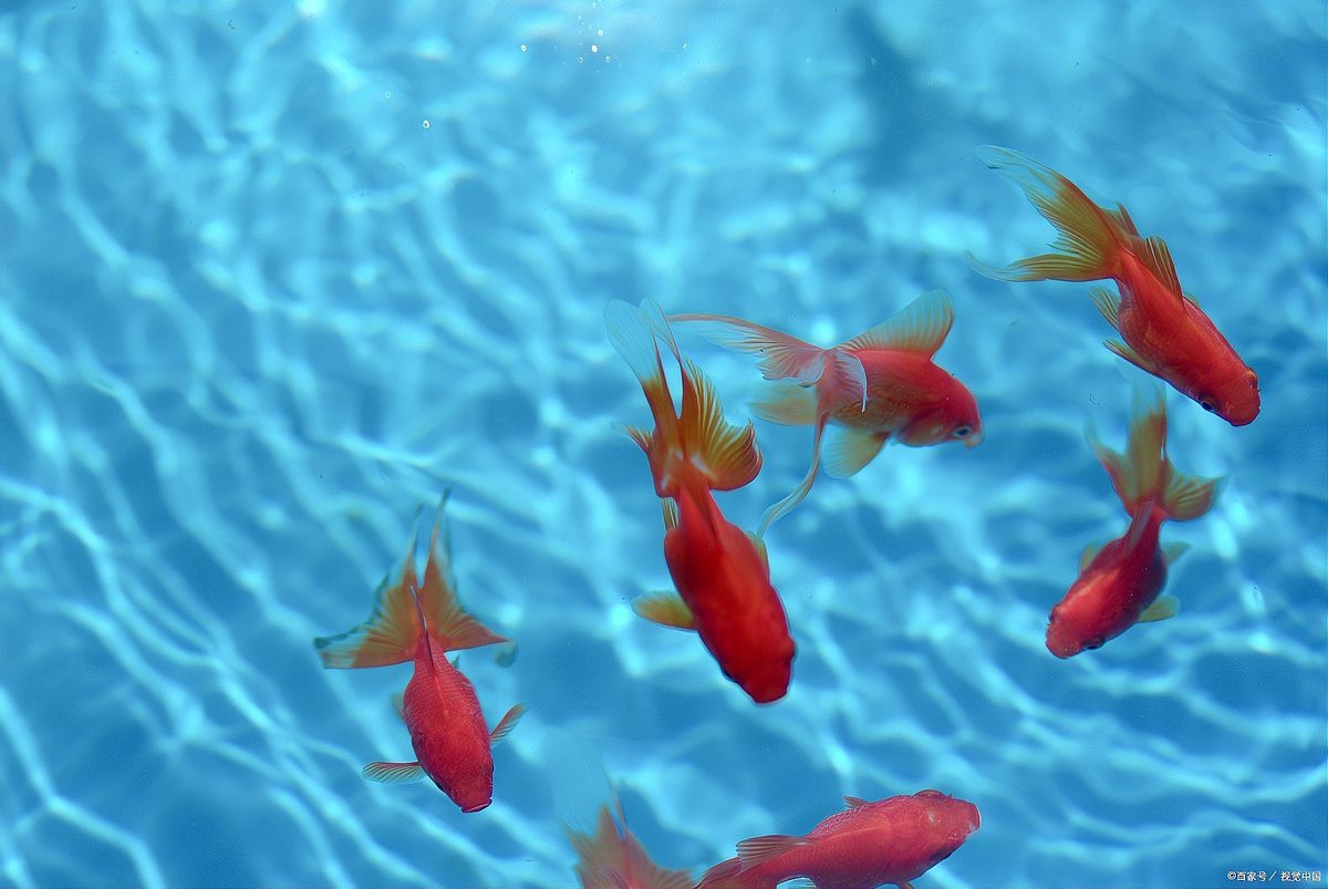 淡水魚放鹽的正確方法【淡水魚放鹽是提升魚肉風味與延長保鮮期的有效手段】 淡水魚放鹽的正確方法【淡水魚放鹽是提升魚肉風味與延長保鮮期的有效手段】 龍魚論壇 第8張