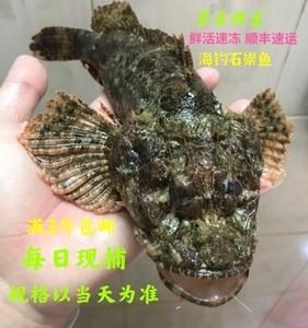 老虎魚圖片及價格【老虎魚市價多少錢一條】