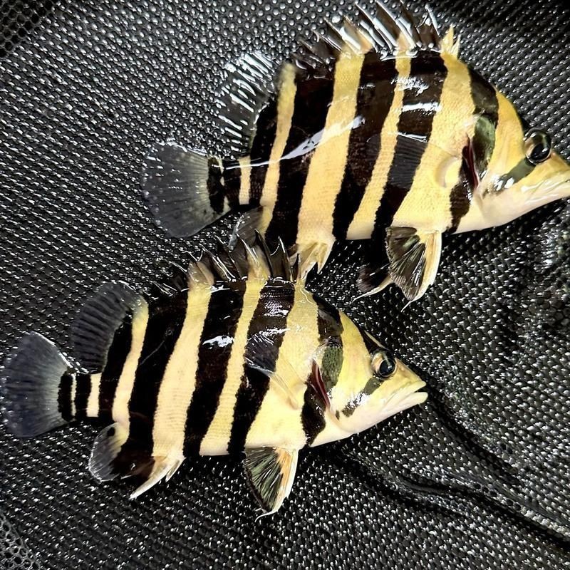 老虎魚圖片及價格【老虎魚市價多少錢一條】