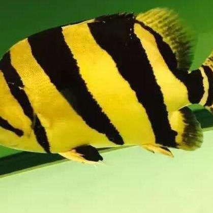 老虎魚圖片及價格【老虎魚市價多少錢一條】