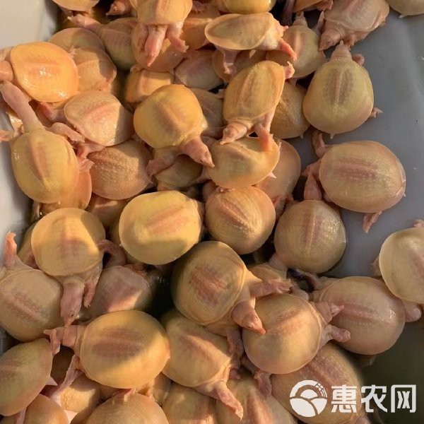甲魚鎮宅還是招財的【辦公室擺放甲魚擺件有什么講究？】