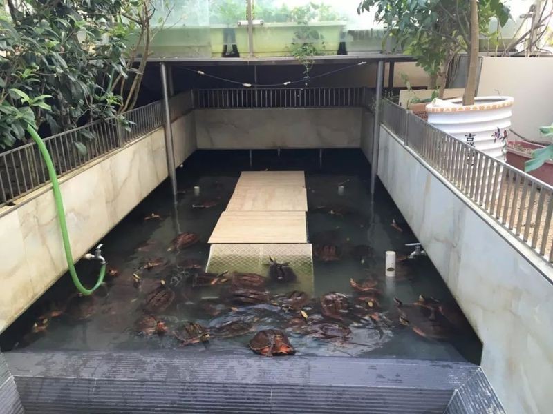 甲魚鎮(zhèn)宅還是招財?shù)摹巨k公室擺放甲魚擺件有什么講究？】