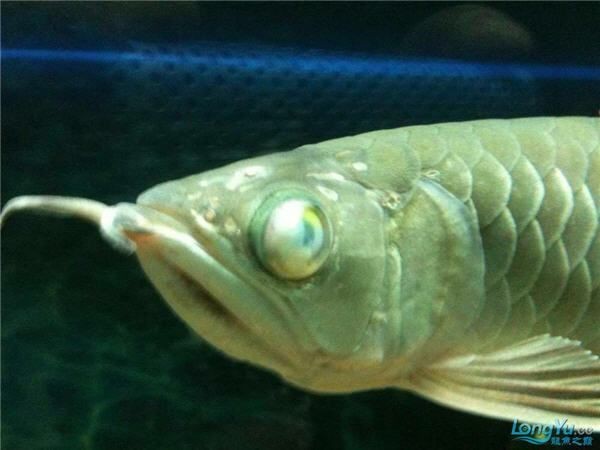 銀龍魚爛鱗病多久會死?【寵大仙兒,銀龍魚常見病及防治方法】 龍魚百科 第6張 銀龍魚爛鱗病多久會死?【寵大仙兒,銀龍魚常見病及防治方法】 銀龍魚爛鱗病多久會死?【寵大仙兒,銀龍魚常見病及防治方法】 龍魚百科 第6張