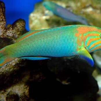 青縣龍魚店【青縣有哪些龍魚店？】