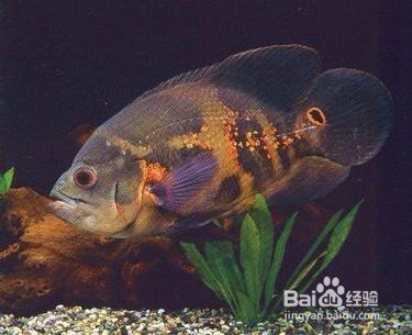 地圖魚十大最愛(ài)吃【《地圖魚十大最愛(ài)吃》】 地圖魚十大最愛(ài)吃【《地圖魚十大最愛(ài)吃》】 龍魚論壇 第8張