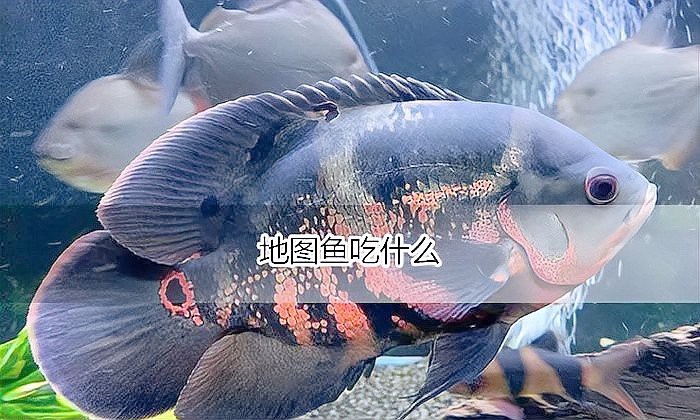 地圖魚十大最愛(ài)吃【《地圖魚十大最愛(ài)吃》】 地圖魚十大最愛(ài)吃【《地圖魚十大最愛(ài)吃》】 龍魚論壇 第10張