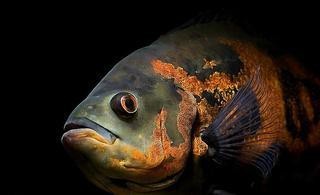 地圖魚十大最愛(ài)吃【《地圖魚十大最愛(ài)吃》】 地圖魚十大最愛(ài)吃【《地圖魚十大最愛(ài)吃》】 龍魚論壇 第5張