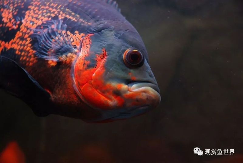 地圖魚十大最愛(ài)吃【《地圖魚十大最愛(ài)吃》】 地圖魚十大最愛(ài)吃【《地圖魚十大最愛(ài)吃》】 龍魚論壇 第7張