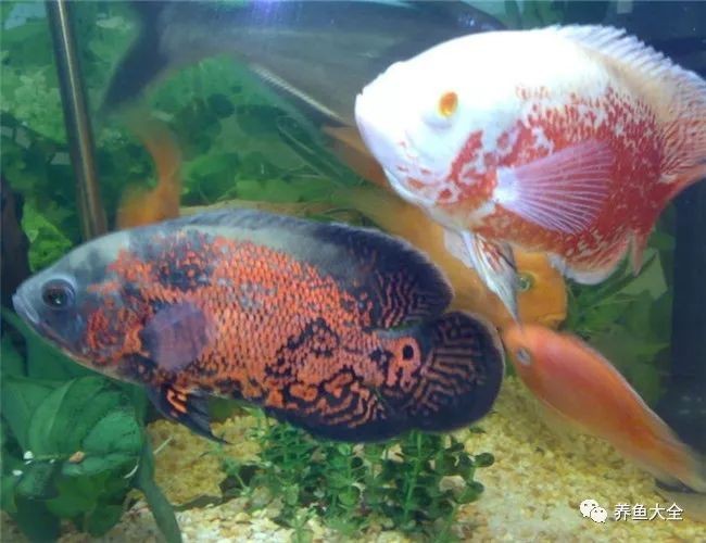 地圖魚十大最愛(ài)吃【《地圖魚十大最愛(ài)吃》】 地圖魚十大最愛(ài)吃【《地圖魚十大最愛(ài)吃》】 龍魚論壇 第4張