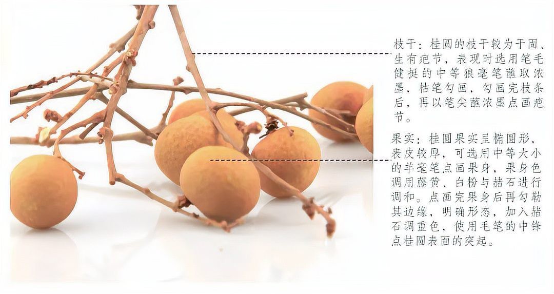 龍眼在哪些藝術作品中被描繪過？【國畫《龍眼》作品展示獨狼的領航員栩栩如生木雕里的弘一大師】