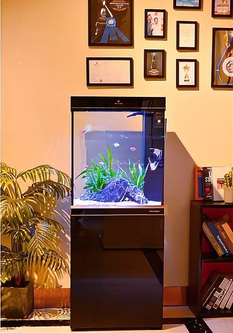 溫江水族店【成都溫江水族店：水族愛(ài)好者的奇妙天地】