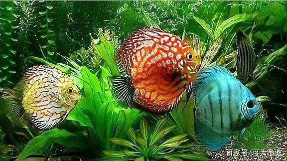 金龍魚(yú)壽命能活多少年【金龍魚(yú)的壽命一般是多少年】