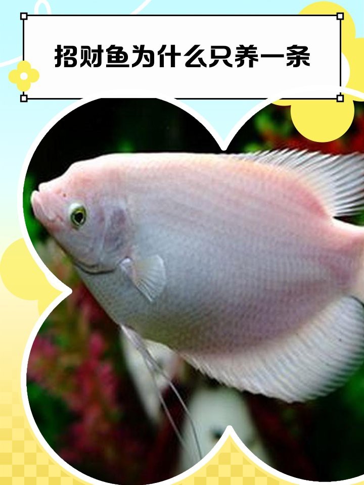 招財魚為什么只養(yǎng)一條【《招財魚為什么只養(yǎng)一條》】 招財魚為什么只養(yǎng)一條【《招財魚為什么只養(yǎng)一條》】 龍魚論壇 第1張